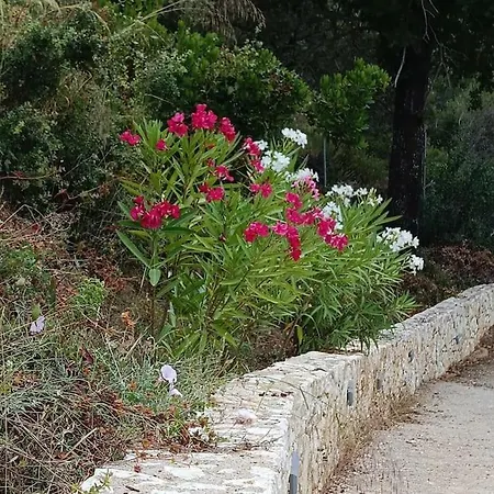 Nyaraló Vako
